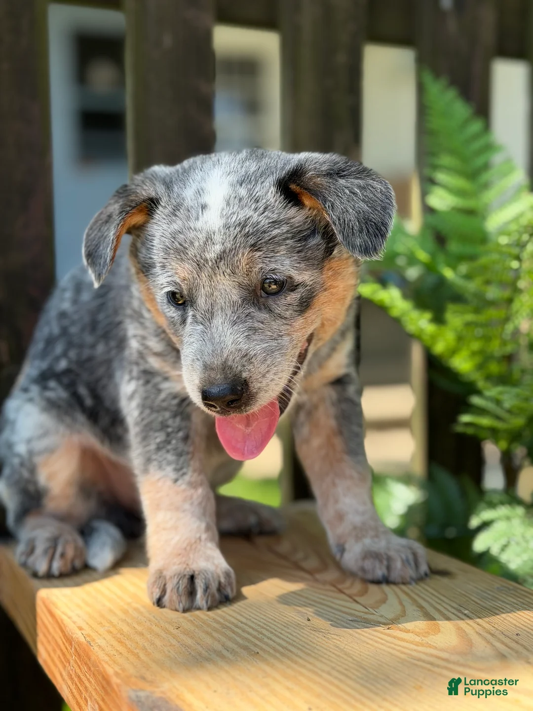 Australian Cattle Dog dogs for sale: Ranger - Ad 1