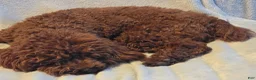 Miniature Poodle dogs for sale: AKC Miniature Poodle Male Bamboo - Ad 5