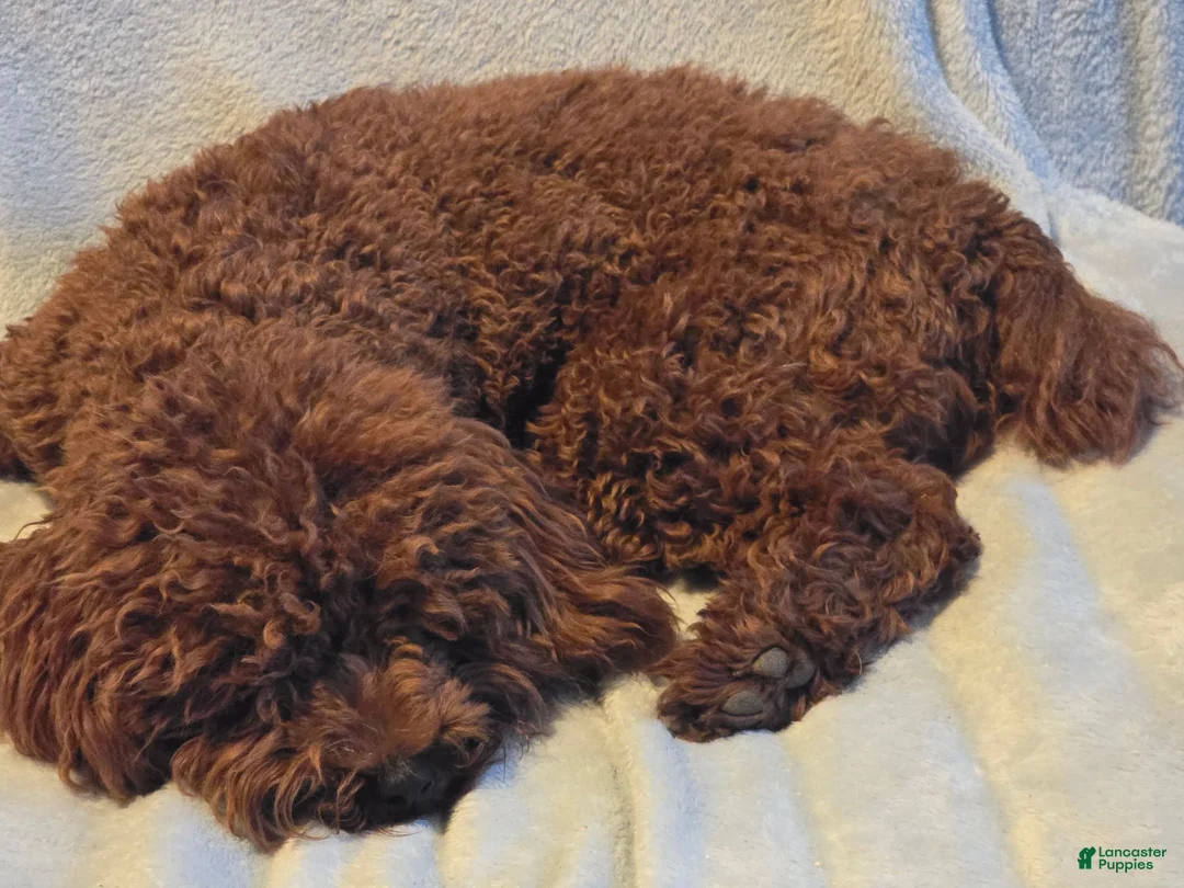 Miniature Poodle dogs for sale: AKC Miniature Poodle Male Bamboo - Ad 5