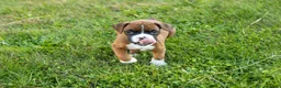 Boxer dogs for sale: Flower - Ad 6
