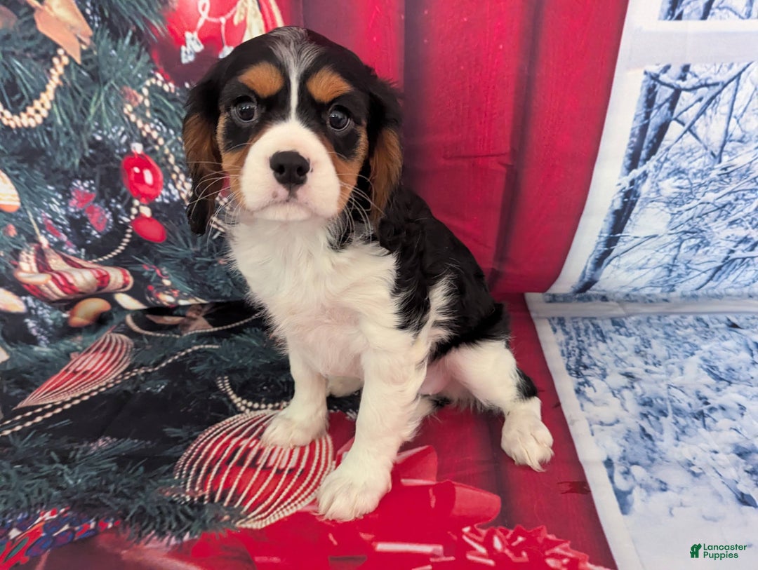 Cavalier King Charles Spaniel dogs for sale: Cavalier King Charles Spaniel Puppy 2 - Ad 2