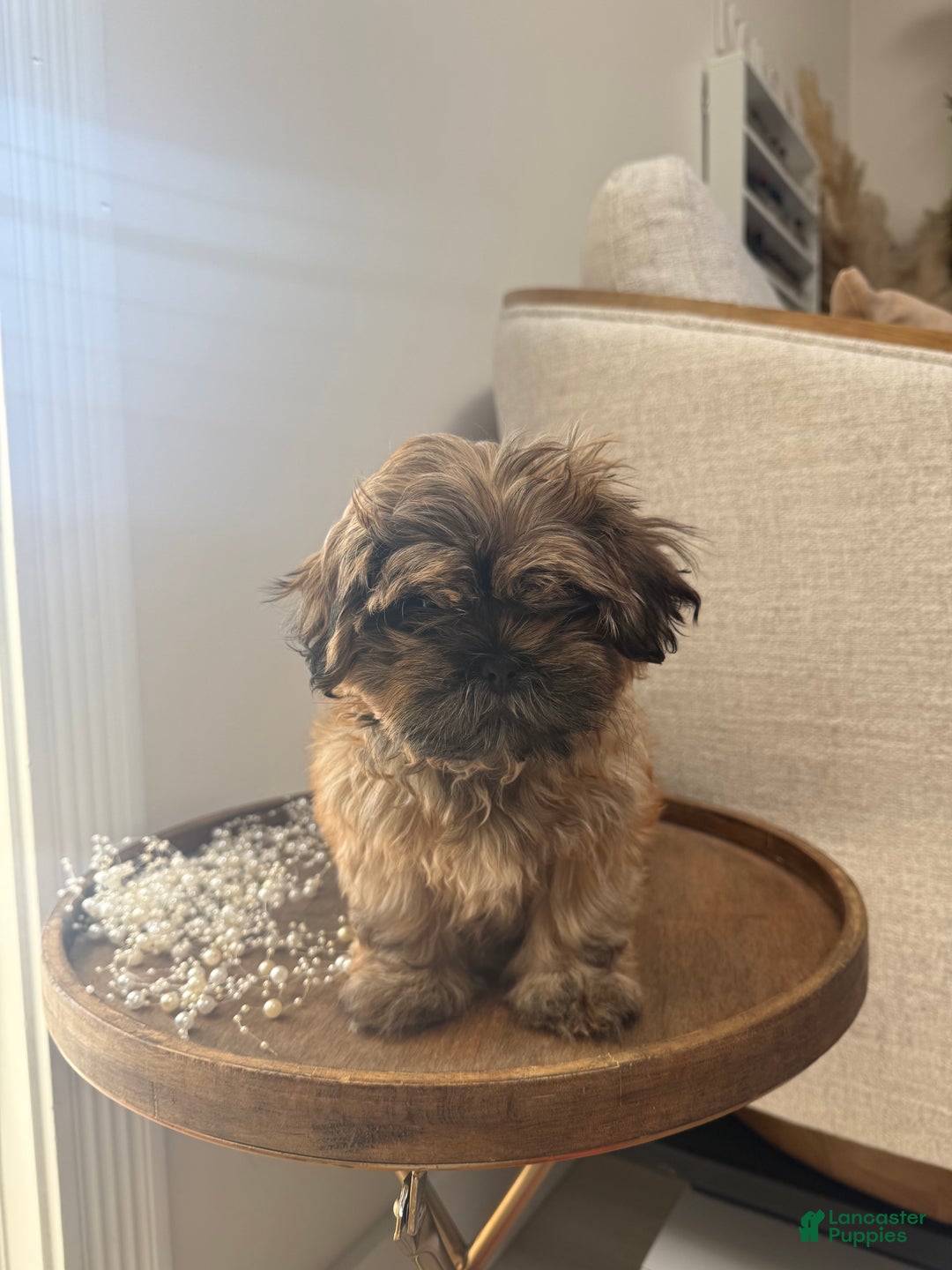 Shih Tzu dogs for sale: Penny - Ad 1