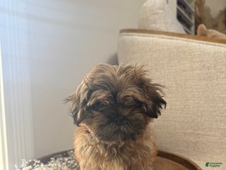 Shih Tzu dogs Penny - Ad 3