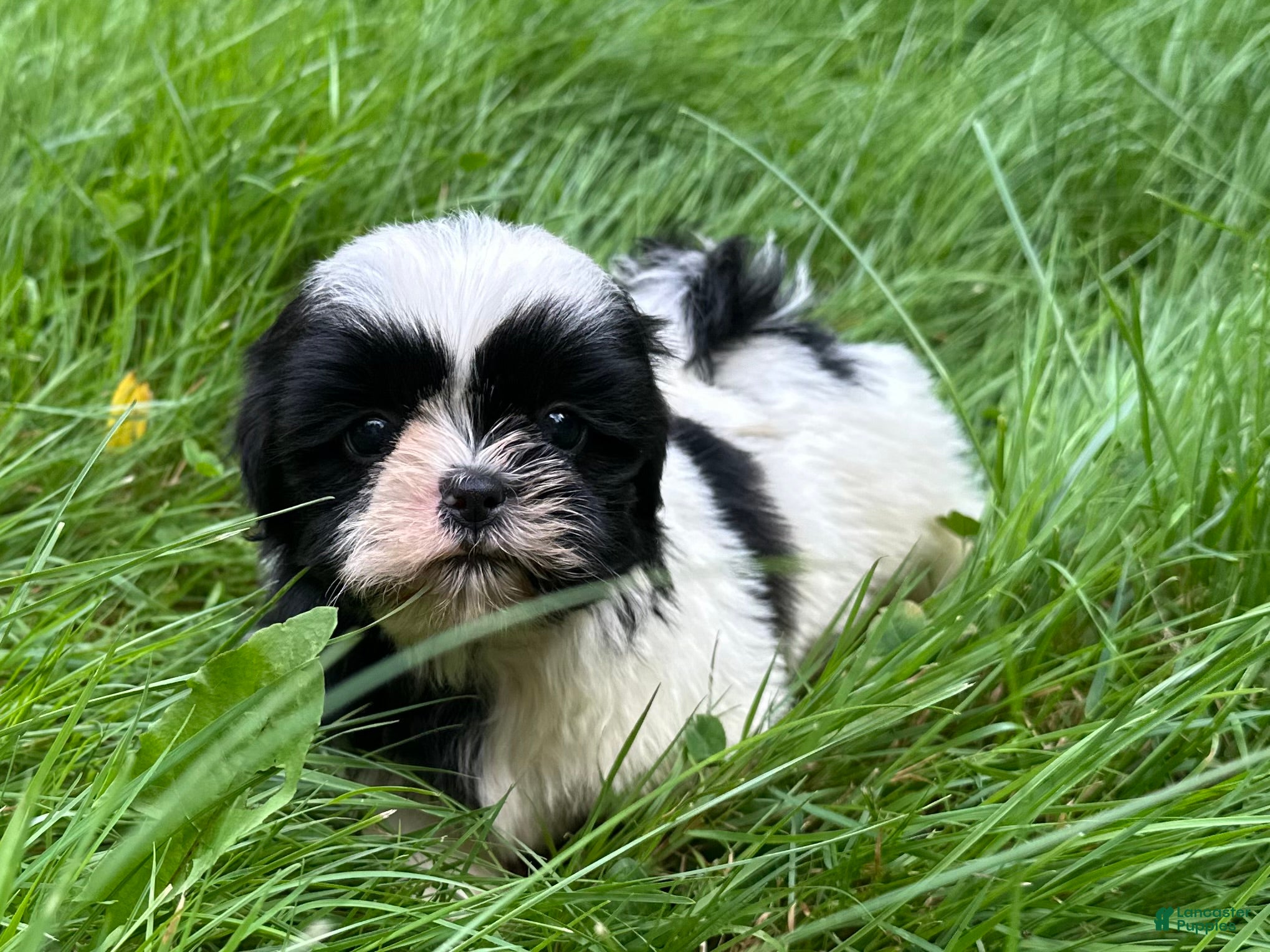 Shih Tzu dogs Shih Tzu 1 - Ad 1