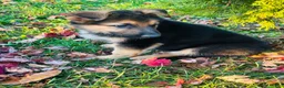 German Shepherd dogs for sale: Patriot - Ad 5