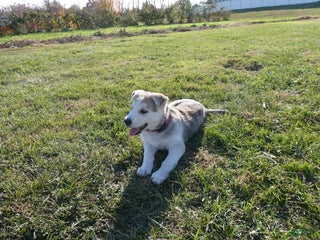 Gerberian Shepsky dogs - Ad 41