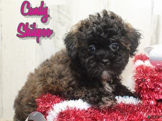 Shihpoo dogs Candy - Ad 20