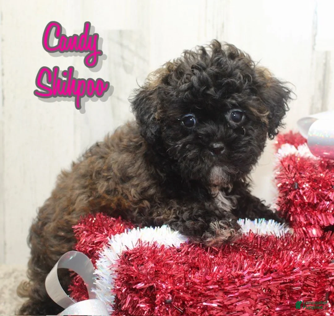 Shihpoo dogs for sale: Candy - Ad 1
