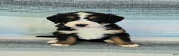 Bernedoodle dogs for sale: Parker - Ad 1