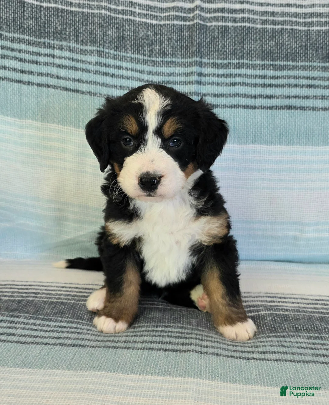 Bernedoodle dogs for sale: Parker - Ad 1