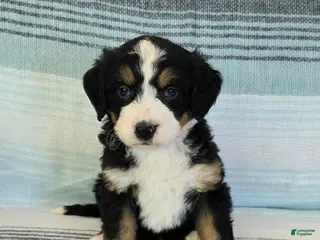 Bernedoodle dogs Parker - Ad 13