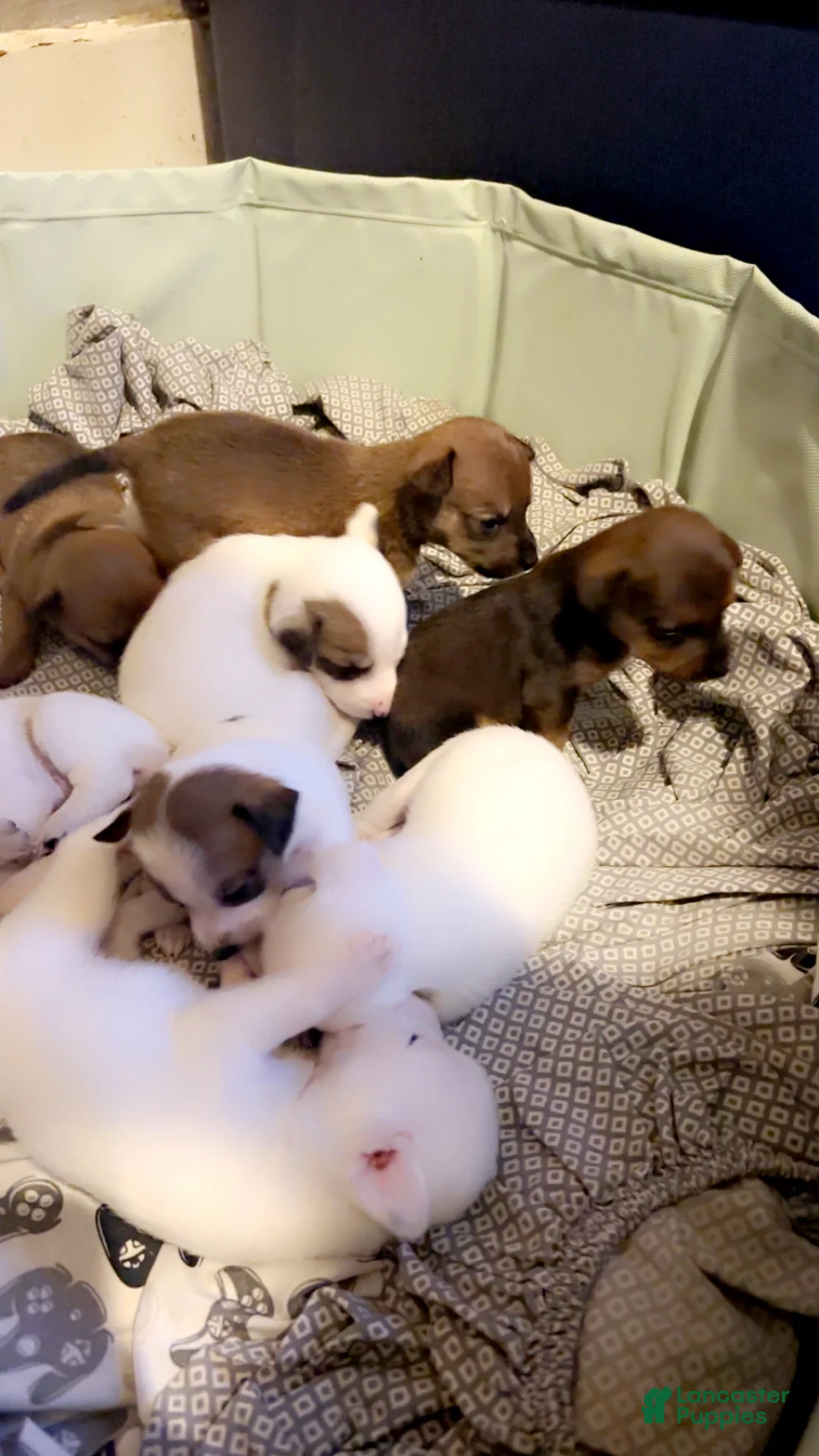 Mixed Breed dogs for sale: Mixed Breed 6 - Ad 2
