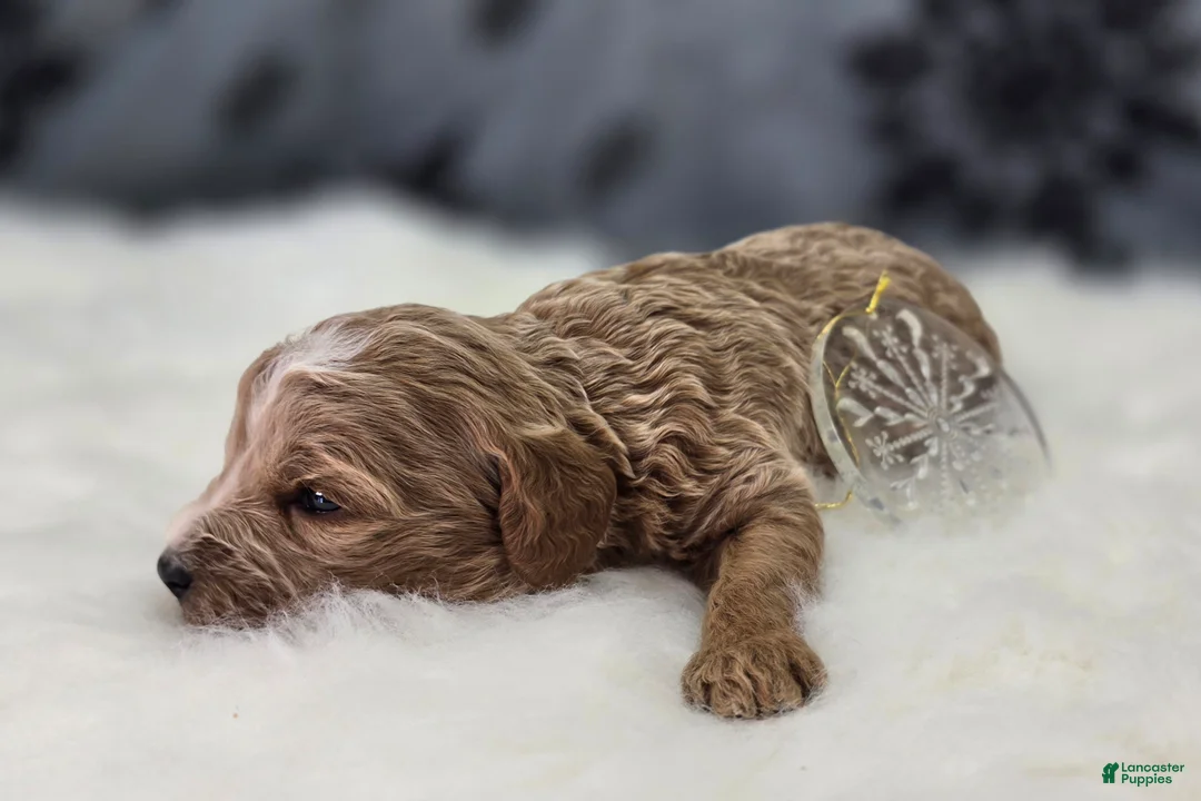 Cavapoo dogs for sale: Snowflake - Ad 3