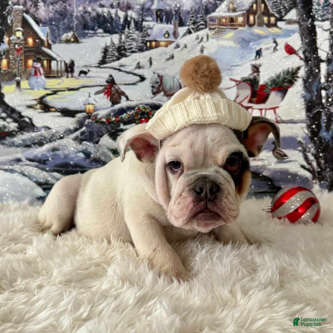 English Bulldog dogs for sale: Frodo  - Ad 1
