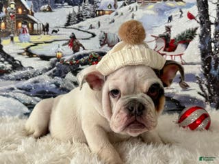 English Bulldog dogs Frodo - Ad 3