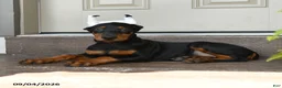 Doberman Pinscher dogs for sale: Darla - Ad 4