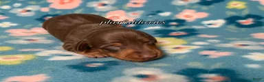 Miniature Dachshund Male Puppy 3 Chocolate and Tan