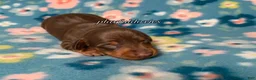 Miniature Dachshund dogs for sale: Miniature Dachshund Male Puppy 3 Chocolate and Tan - Ad 1
