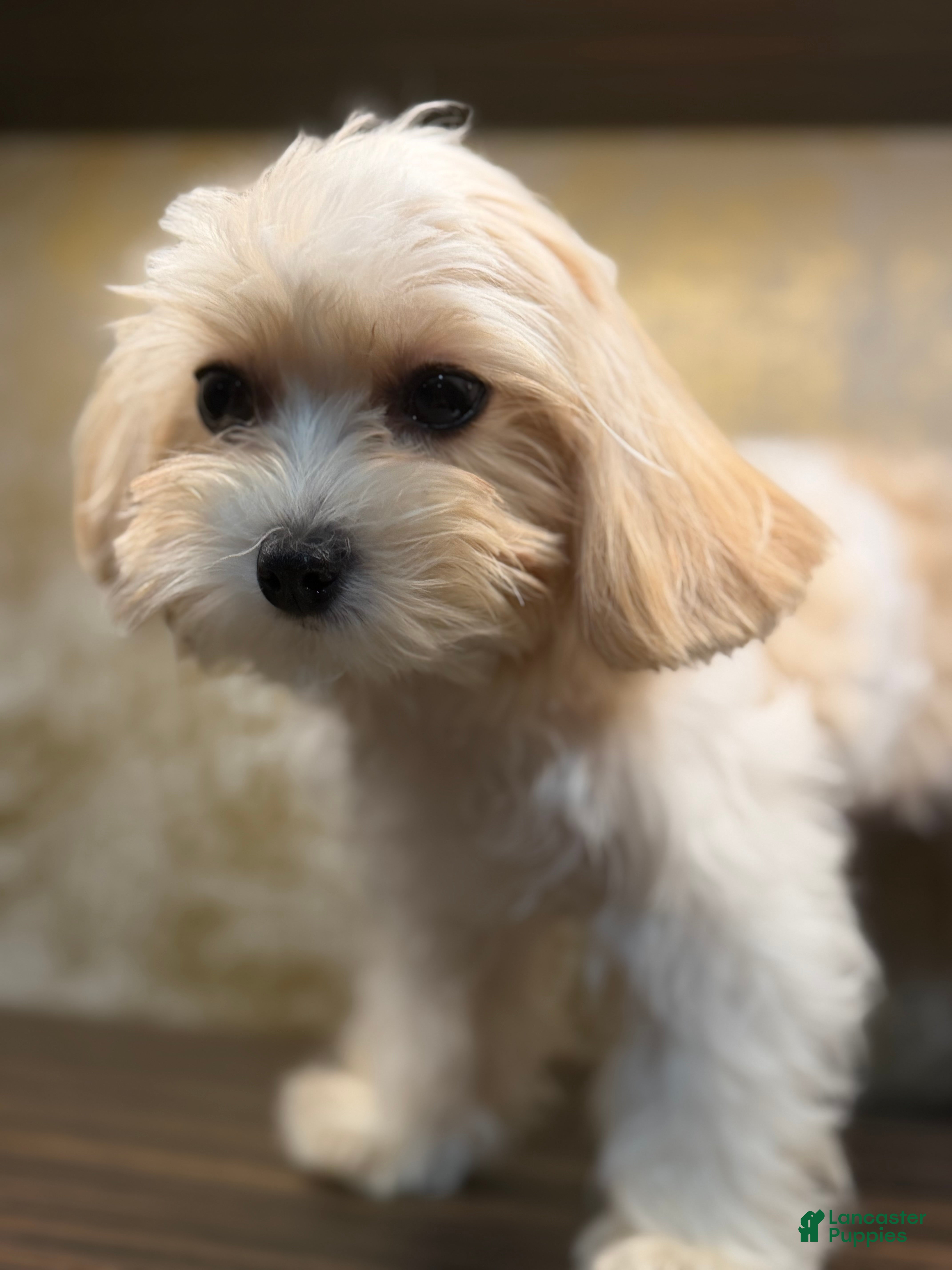 Mixed Breed dogs One - Ad 2