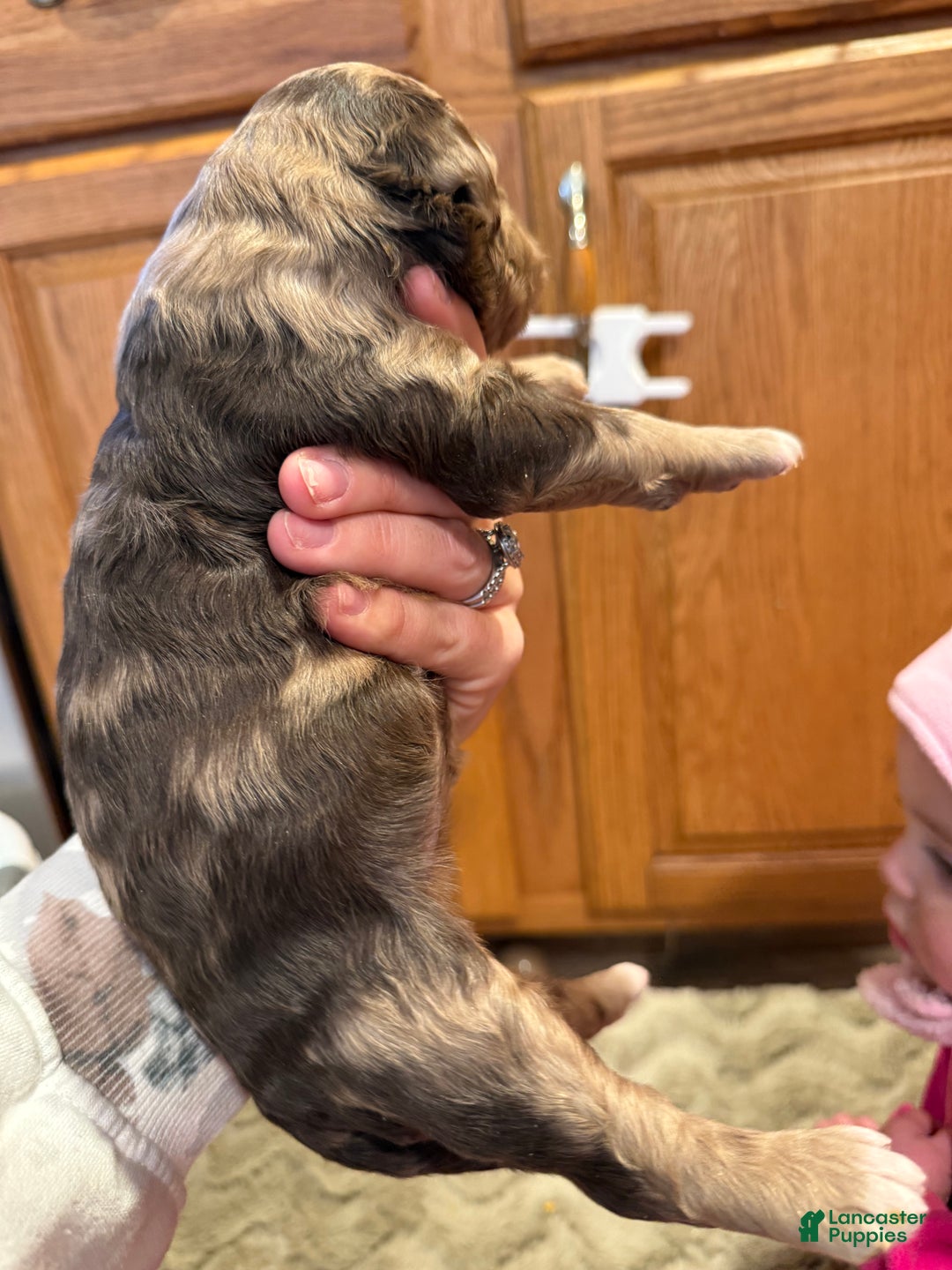 Goldendoodle dogs for sale: Monica - Ad 3