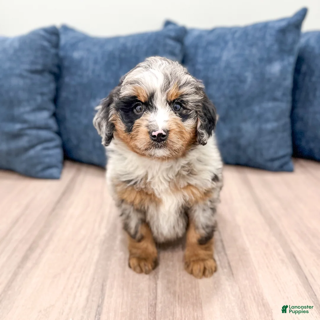 Mini Bernedoodle dogs for sale: Heather - Ad 1