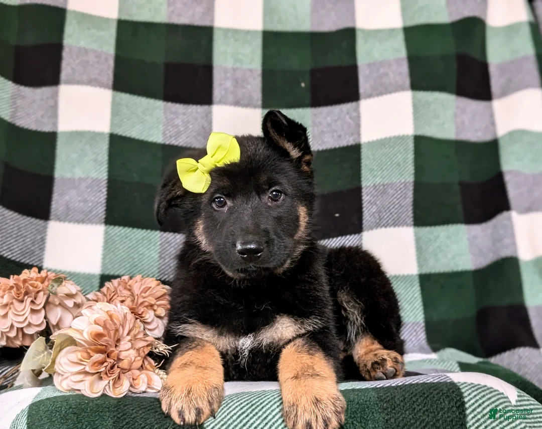 German Shepherd dogs for sale: Deidra - Ad 7