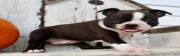 Boston Terrier dogs for sale: Freya Female AKC Boston Terrier - Ad 6
