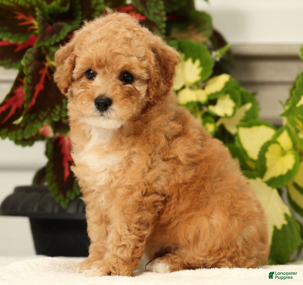 Miniature Poodle dogs Bobby - Ad 2