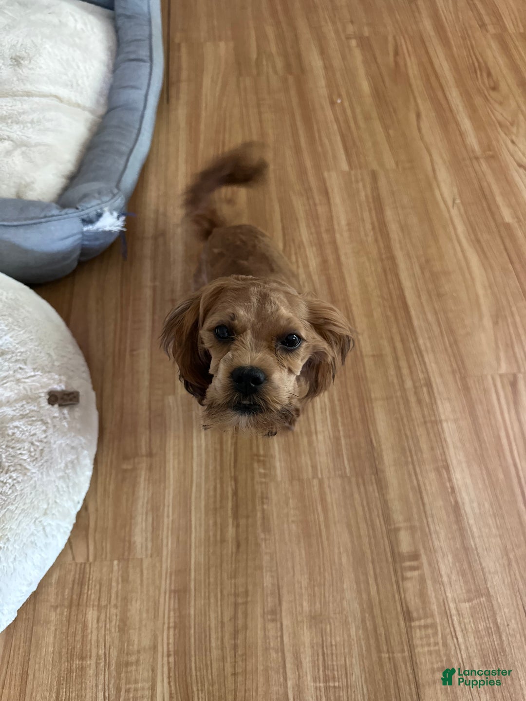Shihpoo dogs for sale: Butterscotch  - Ad 3