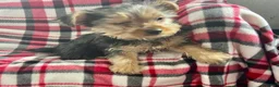 Yorkshire Terrier dogs for sale: Little Debbie - Ad 3