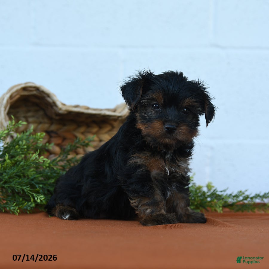Yorkshire Terrier dogs for sale: Kayden - Ad 4