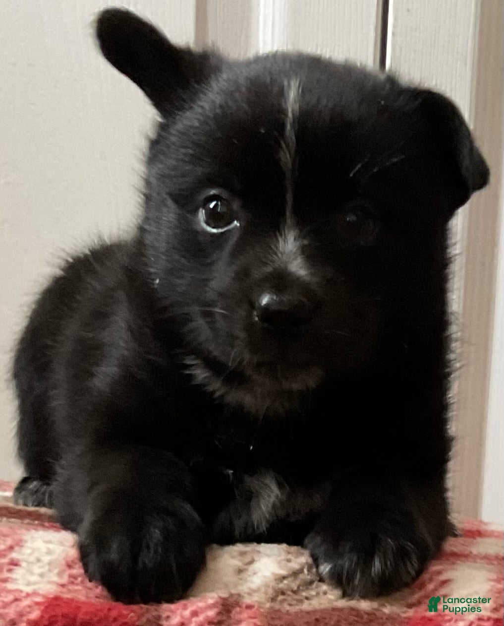 Mixed Breed dogs Tracey - Ad 1