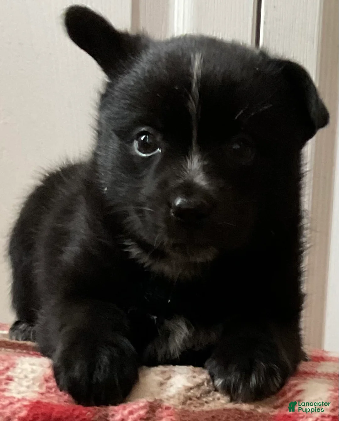 Mixed Breed dogs for sale: Tracey - Ad 1