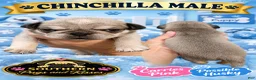 Pug dogs for sale: Ortho - Ad 3