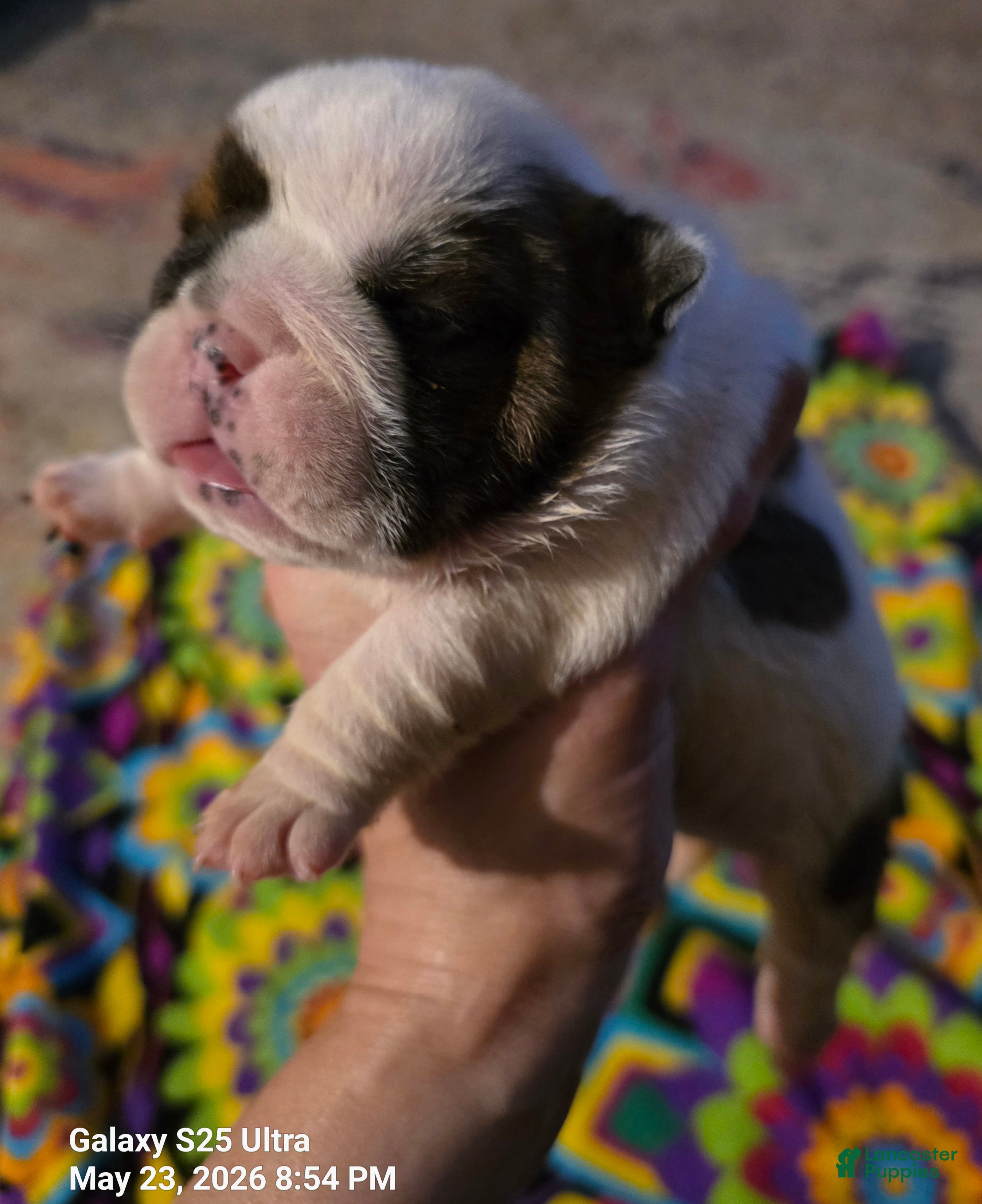 English Bulldog dogs Ethal (reserved) - Ad 2