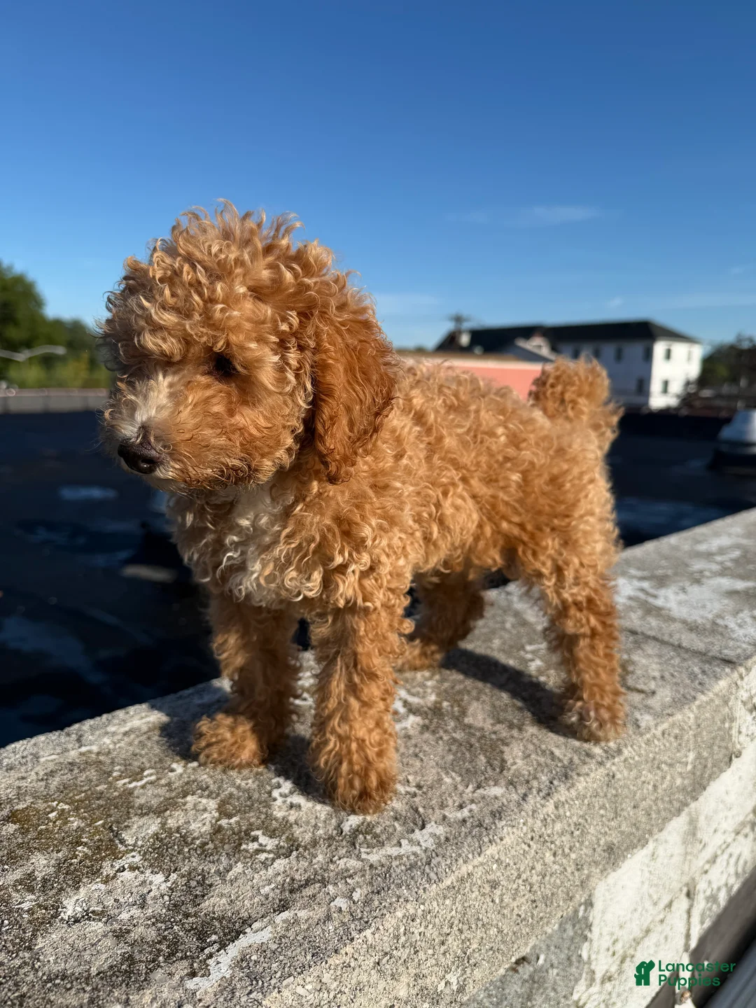 Bichpoo dogs for sale: Brielle - Ad 1