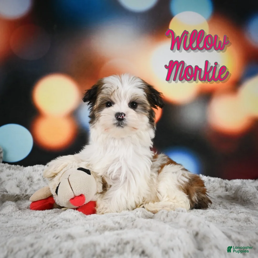 Morkie dogs for sale: Willow - Ad 1