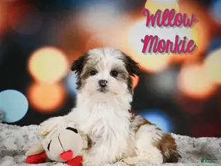 Morkie dogs for sale: Willow - Ad 2