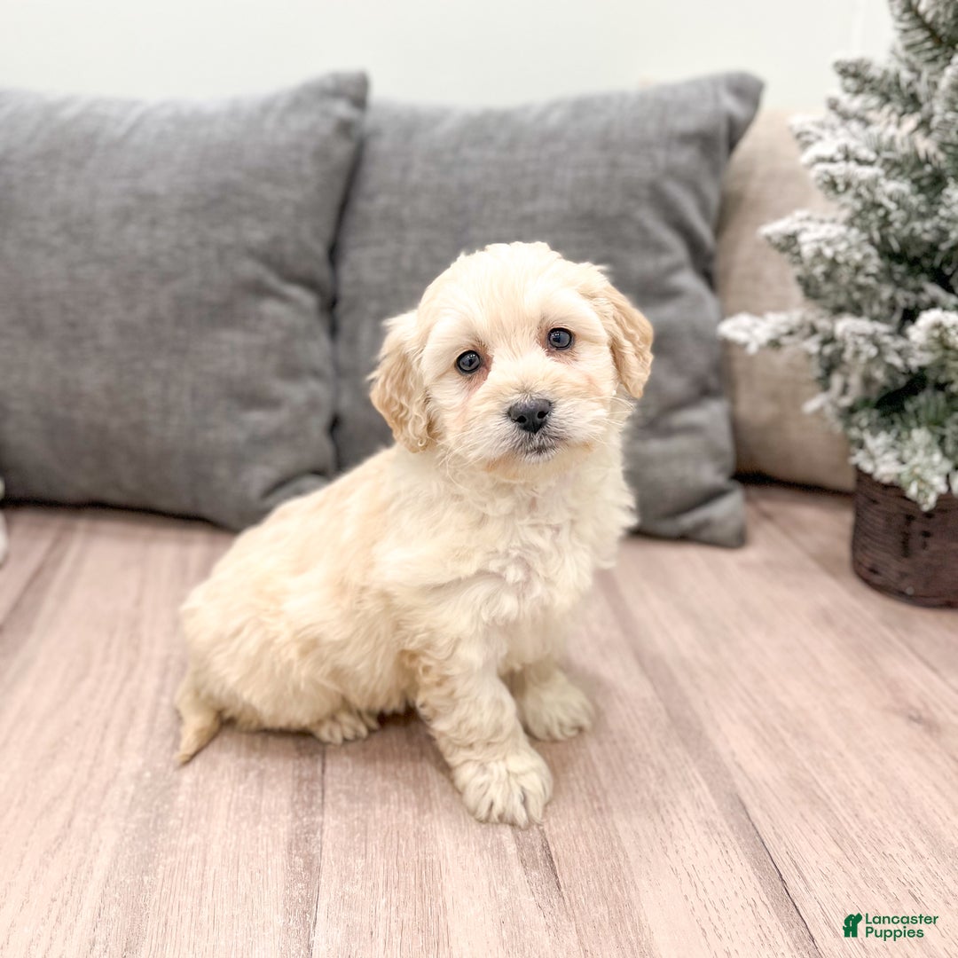Goldendoodle dogs for sale: Chloe - Ad 1