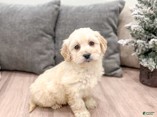Mini Goldendoodle dogs Chloe - Ad 21