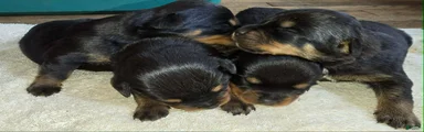 Rottweiler Puppy 4