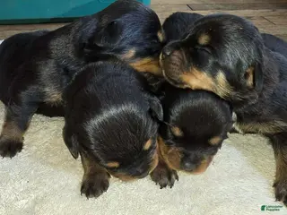 Rottweiler dogs Rottweiler Puppy 4 - Ad 14