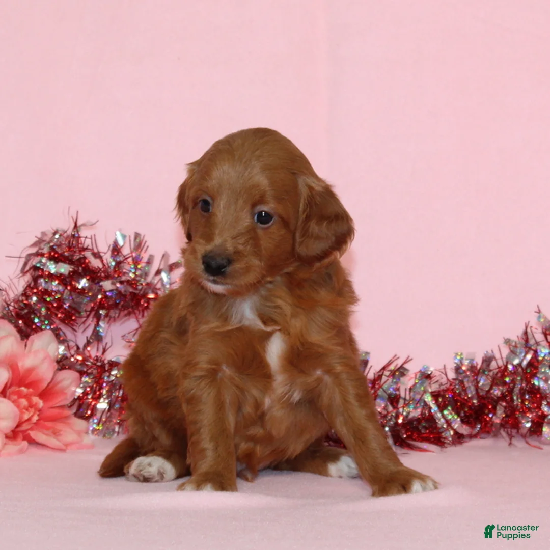 Mini Goldendoodle dogs for sale: Allen - Ad 4
