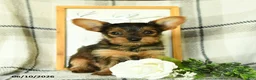 Yorkshire Terrier dogs for sale: Vekaya - Ad 4