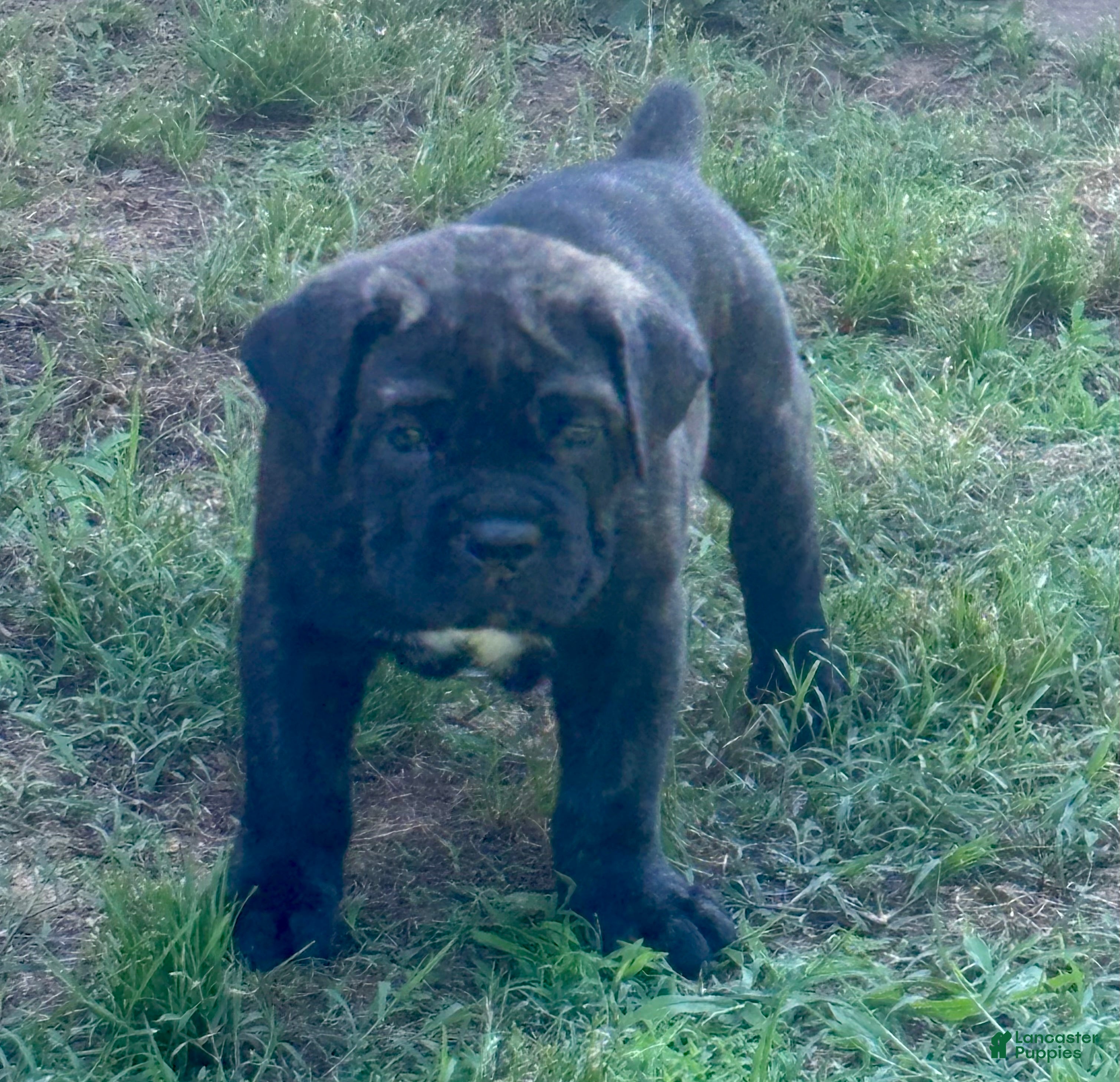 Cane Corso dogs Cane Corso Puppy 4 - Ad 31