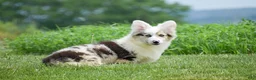 Welsh Corgi Pembroke dogs for sale: Lucas - Ad 3