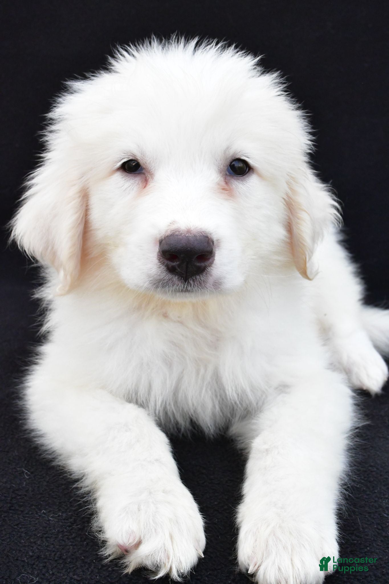 Great Pyrenees dogs Martha - Ad 1