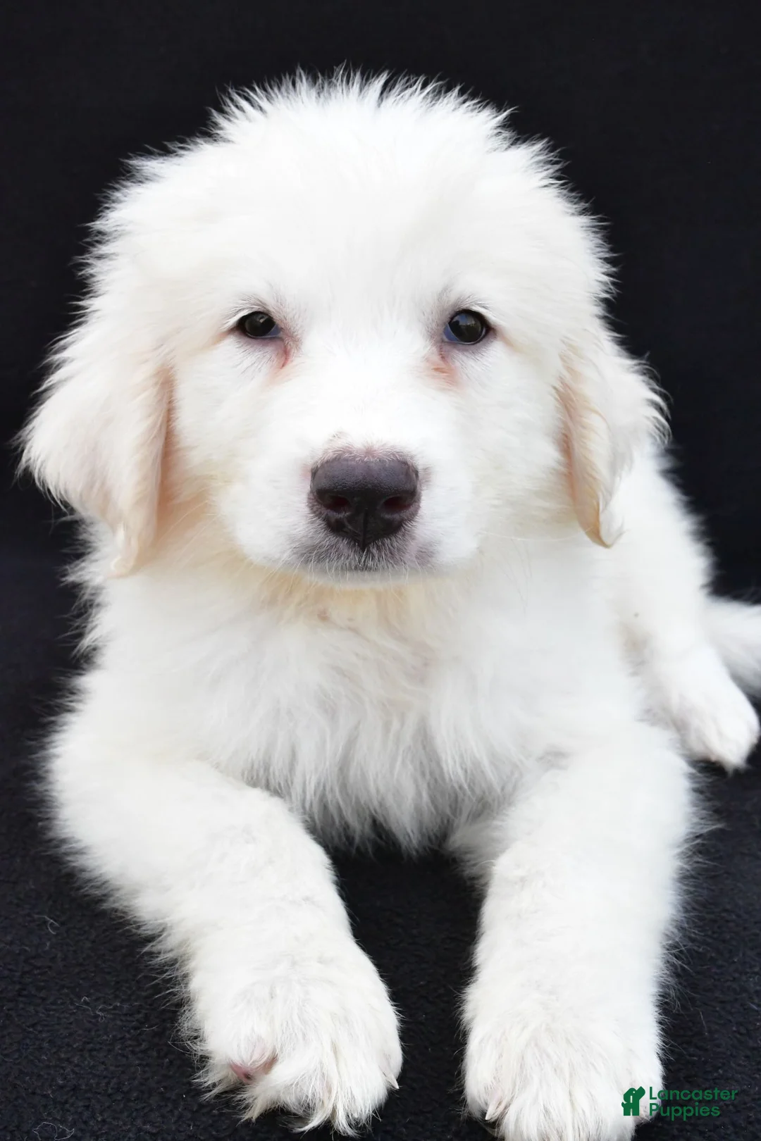 Great Pyrenees dogs for sale: Martha - Ad 1