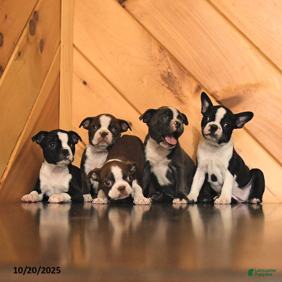 Boston Terrier dogs Moe  - Ad 2