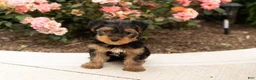 Yorkshire Terrier dogs for sale: Conquistador  - Ad 4